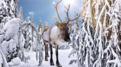 Büyüleyici Kuzey Işıkları & Lapland