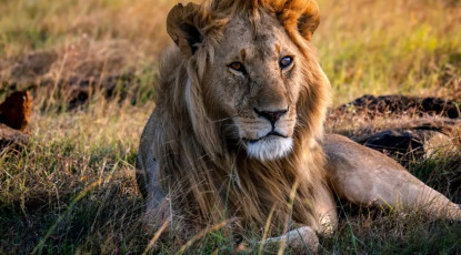 Kenya Safari
